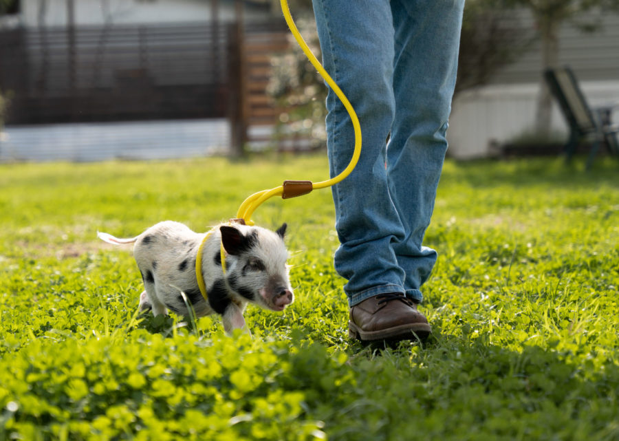 mini pig harness and leash potbelly pig supplies