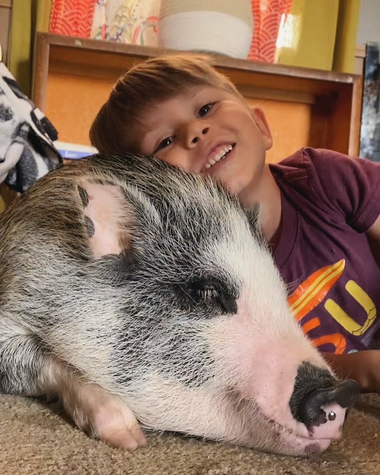 Pet Pigs for Adoption