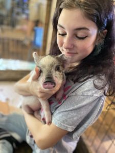 Mini Pigs for Sale