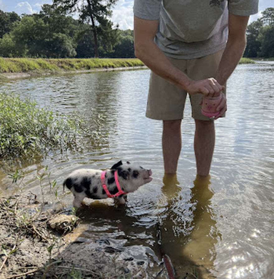 Mini Pig for Sale