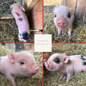 Dasher - Female - SOLD