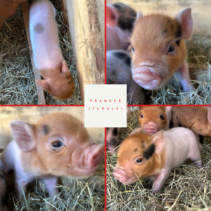Prancer - Female - SOLD