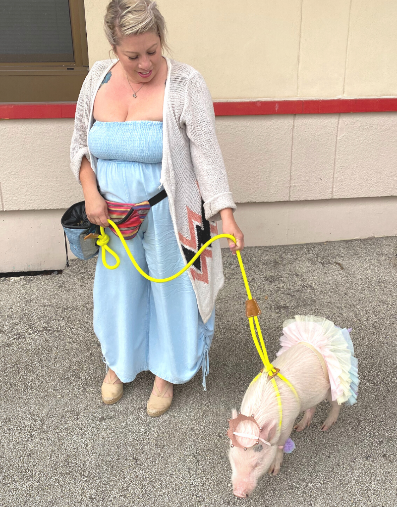 pig in a tutu on a leash