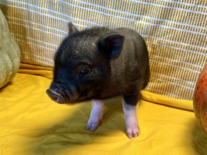 Cider - Male - SOLD