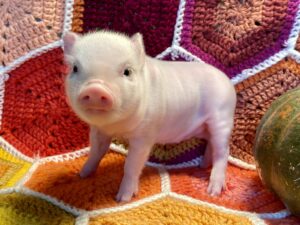 Pumpkin - Female - SOLD