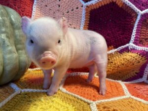 Cranberry - Female - SOLD