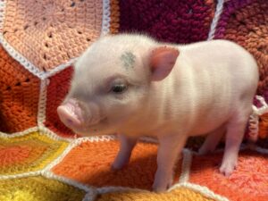 Apple - Female - SOLD