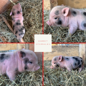 Comet - Female - SOLD