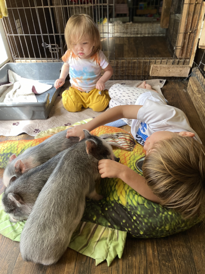 children playing with pet pigs