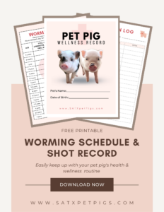 pet pig health care maintenance