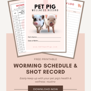 pet pig health care maintenance