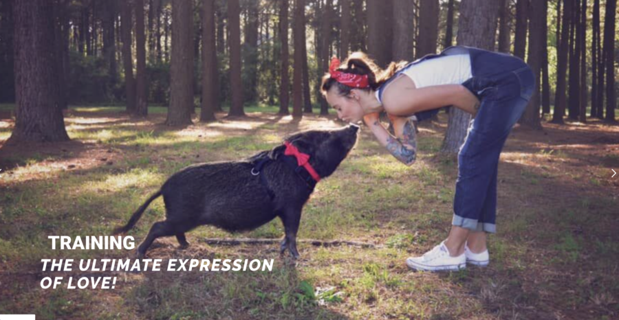 mini pig training courses