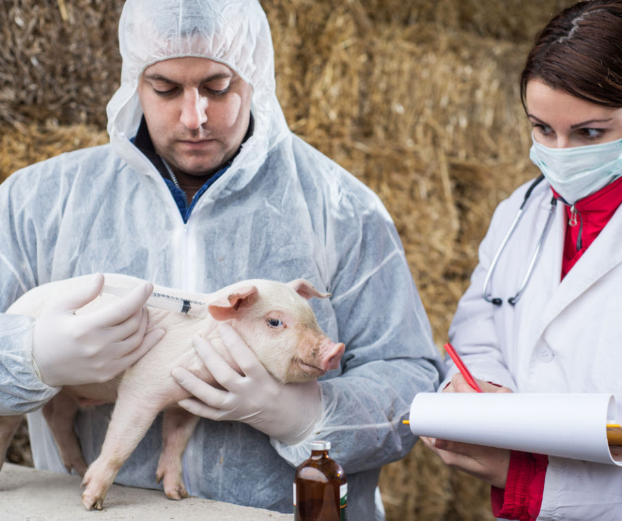 pig vet, veterinarian