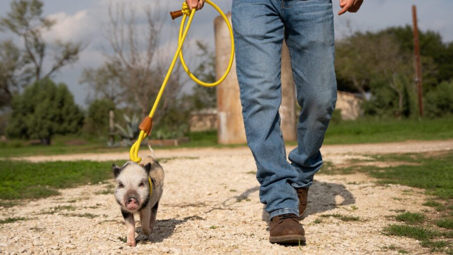 mini pig harness and leash