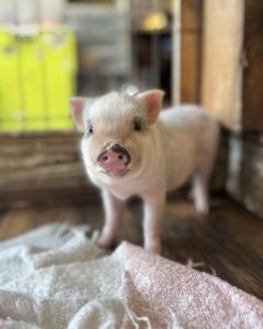SOLD - Romeo - Male