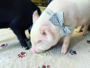 Piglet wearing a bow