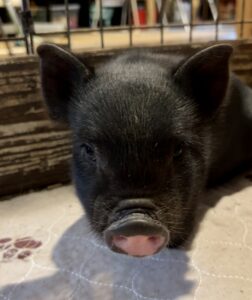 black piglet mini pig for sale