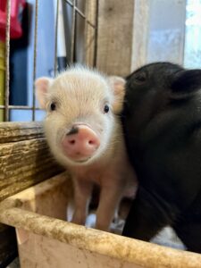 pink piglet for sale SAN Antonio, Texas SATX Pet Pigs