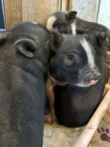 piglet for sale San Antonio, Texas SATX Pet Pigs