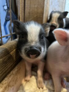 piglet for sale San Antonio, Texas SATX Pet Pigs
