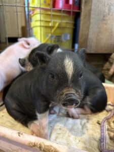 piglet for sale San Antonio, Texas SATX Pet Pigs