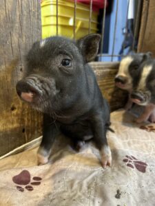 black piglet for sale