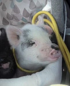 pink piglet mini pig riding in a car pig harness and leash
