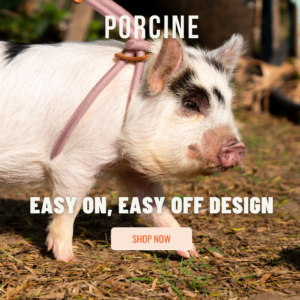 Mini Pig Harness and leash