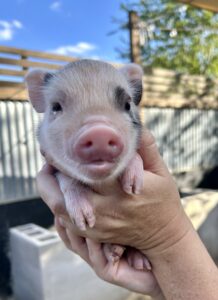 Male - SOLD