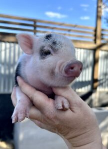 spotted piglet for sale in Texas