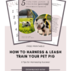 How to leash train a pig