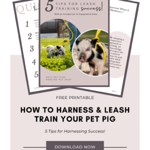 How to leash train a pig