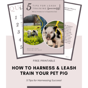 How to leash train a pig