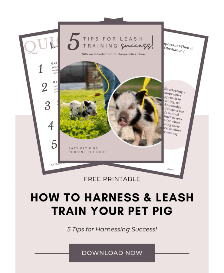 How to leash train a pig