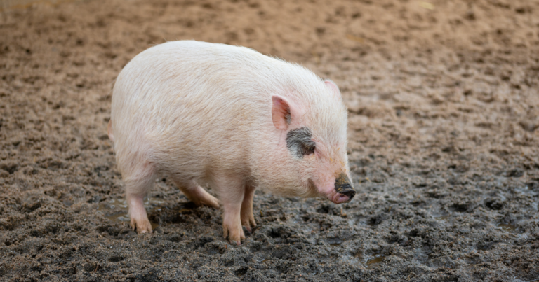 pig going potty
