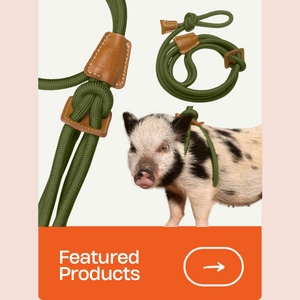 Pig Harness and leash