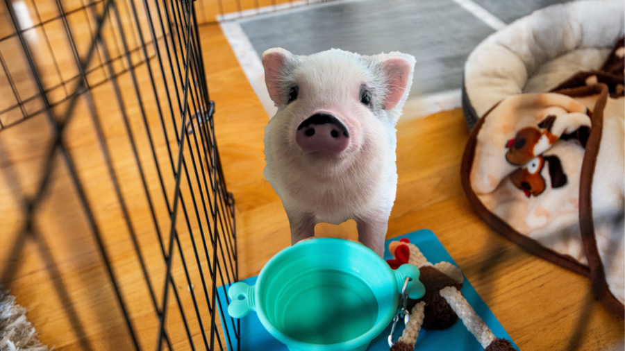 mini potty training tips