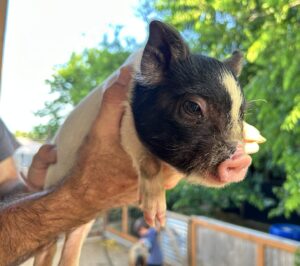 Female - SOLD
