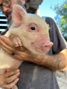 Female - SOLD