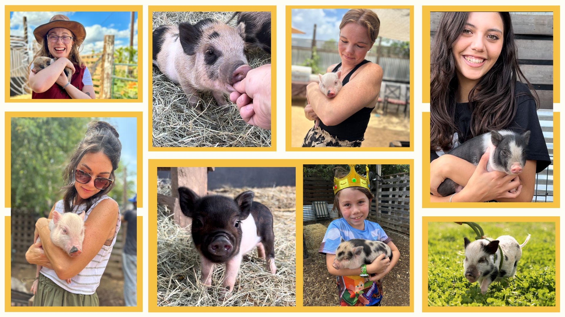 Mini Pet Pig Adoption Pricing | San Antonio, TX | Joy of Pigs Co.