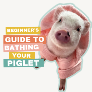 how to bath a pig
