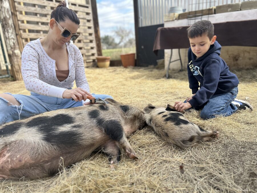 mom and son petting pigs at Pig Petting Zoo in San Antonio Texas