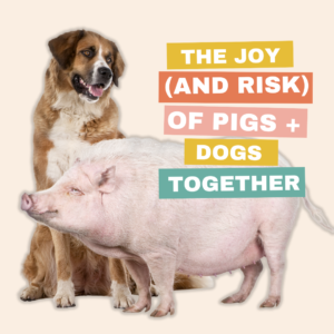 do pigs and dogs get along