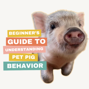 mini pig behavior