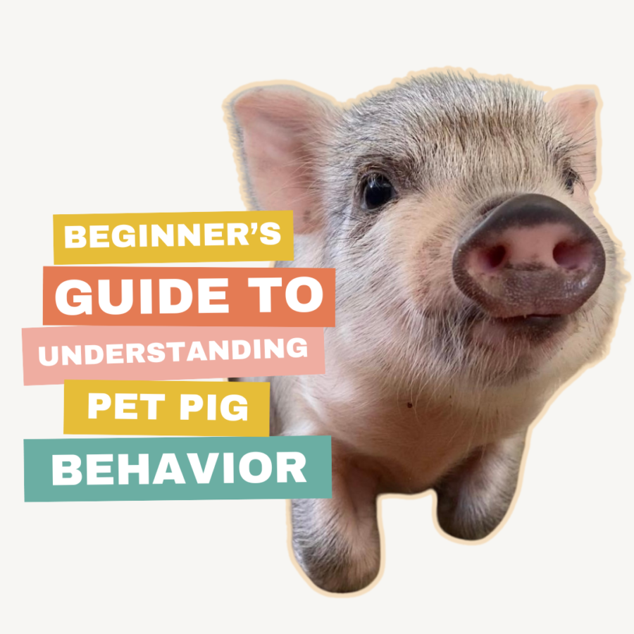 mini pig behavior