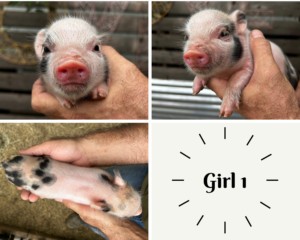 Female - ADOPTED