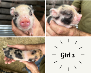 Female - ADOPTED