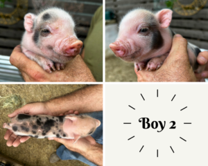Male - ADOPTED