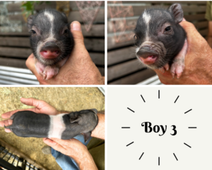 Male - ADOPTED