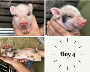 Male - ADOPTED